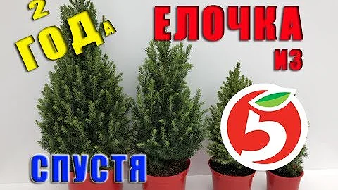 ЕЛЬ КОНИКА ИЗ ПЯТЕРОЧКИ / ДВА ГОДА СПУСТЯ