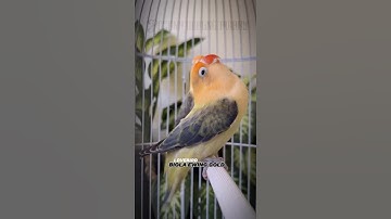 lovebird konslet #lovebirds #birds #kicaumania #burung #burungkicau #parrot #kicaumanianusantara #lb