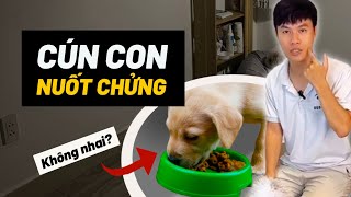 Cún con nuốt chửng | BossDog Vietnam