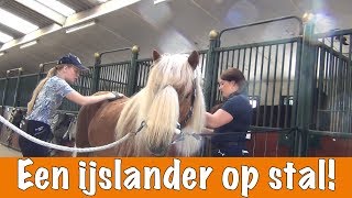 Een dag met een ijslander! | PaardenpraatTV