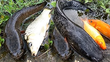 Bắt cá trê lai, cá chép, cá rô đồng, cá quả và các loại cá nước ngọt