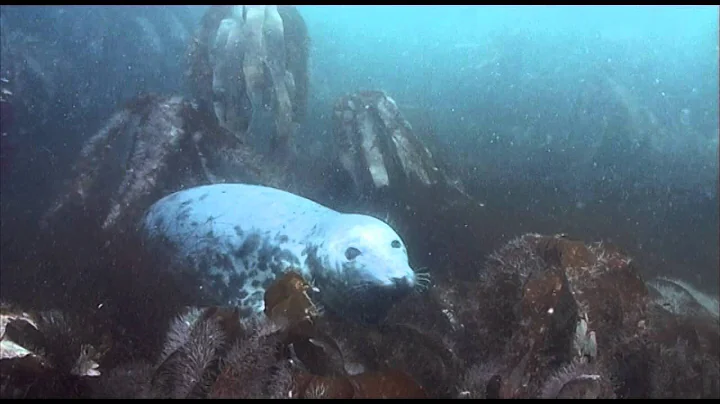 Diving with Seals Farne islands