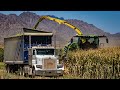 Peterbilt 379, Cummins N14 | Last Load of Corn for the Day (2/2)