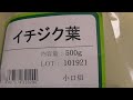 🇯🇵COMPROVADO que Folha de Figo (イチジク葉) Japão🇯🇵