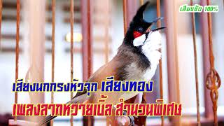 เสียงนกกรงหัวจุก เสียงทอง เพลงลากหวายเบิ้ล สำนวนพิเศษ! Thailand Bird Chào Mào Thái Lan