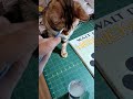 Вредный Кот #Shorts #shortvideo #смешныемоменты #смешные #2023 #короткиевидео #cats #cat #коты