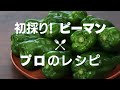 【ピーマン３品】プロに教わった絶品レシピ｜Green pepper recipe【ルートフード】