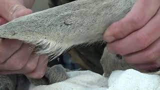 Learn Taxidermy: Setting Your Work Apart from the Crowd- Ear Techniques