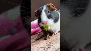 Adorable Guinea Pig Squeals With Joy While Having a Snack!
