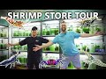 Exotic shrimp store tour 160 tanks of rare species shrimps affair singapore
