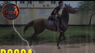 Dossa Horse Riders