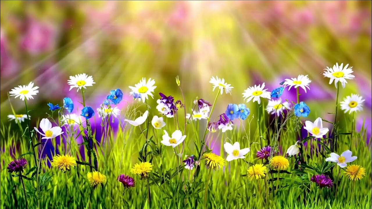 flower song status, flower status,flowers song, flowers status song