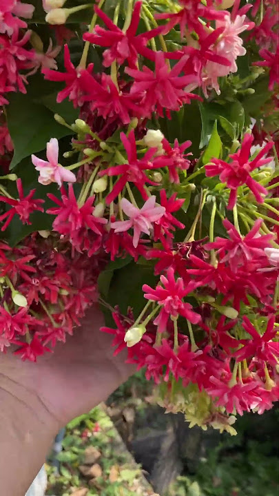Eye catching Rangoon creeper #shortsvideo #flowers #plants gardening #beauty