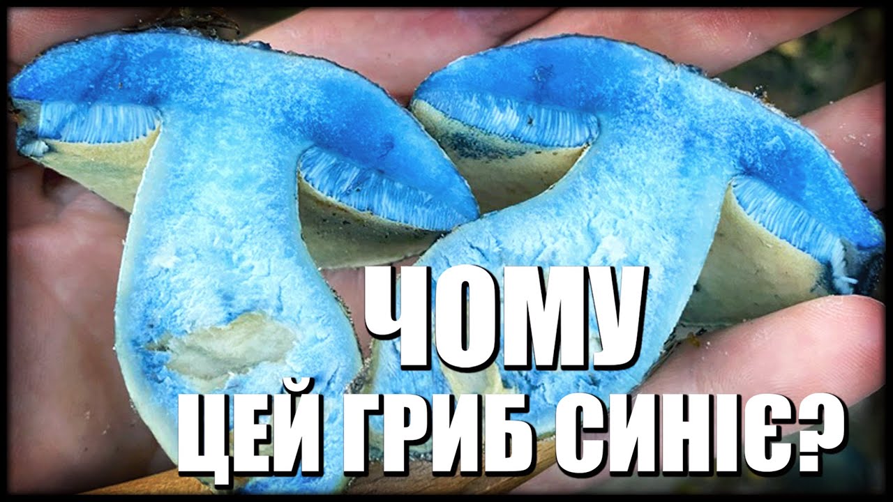 Чому цей білий гриб синіє? СИНІЙ ГРИБ та його секрети!