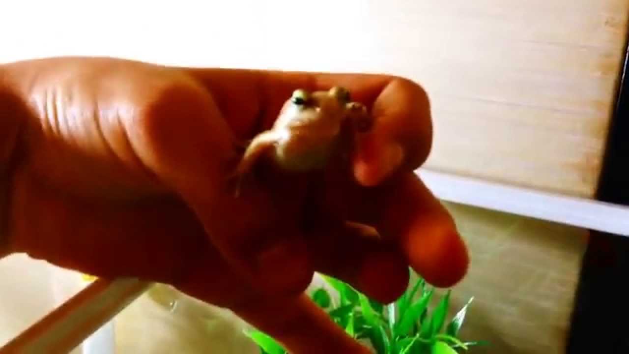 japanese pancake My Tago's brown frog !