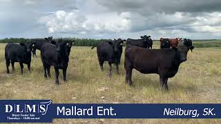 DLMS Direct - Mallard Ent - Hfrs