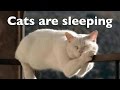 Cats are sleeping. Funny kittens video 2016 cats are sleeping