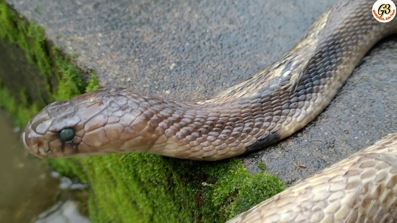 snake information in kannada || बारिश में बेहाल नाग चढ़ गया छतपे || heavy rain creating problems to snakes also ||