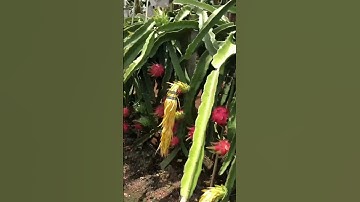 Seperti inilah kebun buah naga terbesar di negara China #shorts