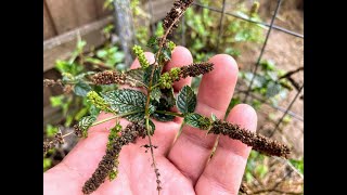 Harvesting Chocolate Mint Seeds Harvesting Chocolate Mint