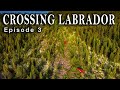 Boreal to Barrenlands - Crossing Labrador: Ep.3 - It's All Down Hill, Until It Isn't