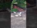 kabutari videos today #pigeonlaver #kabutar #pigeon #kabutarbazi #shortsfeed #bird