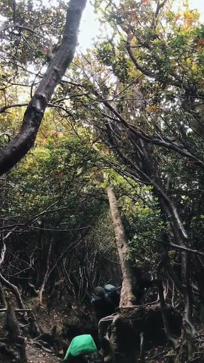 story wa pendakian gunung