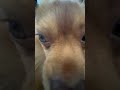 Doggy