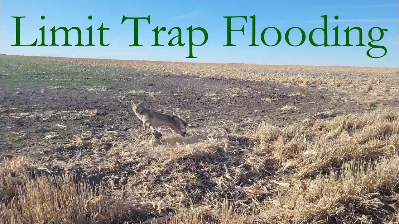 How to Catch Coyotes in Numbers YouTube