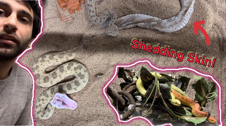 Venomous Vloggin: gifts, viper collab, snake shedd...