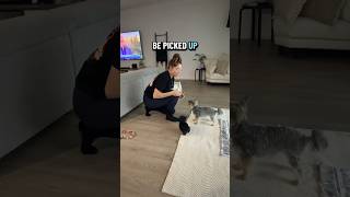 How to introduce your dog or puppy#DogTraining #dogtrainingtips #everydaydogtrainer #puppy