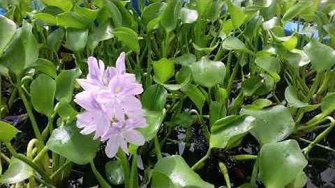 Bèo tây chữa bệnh