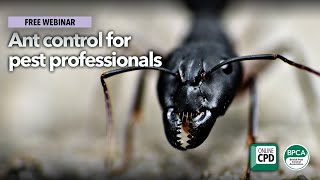 WEBINAR Ant Control for pest professionals