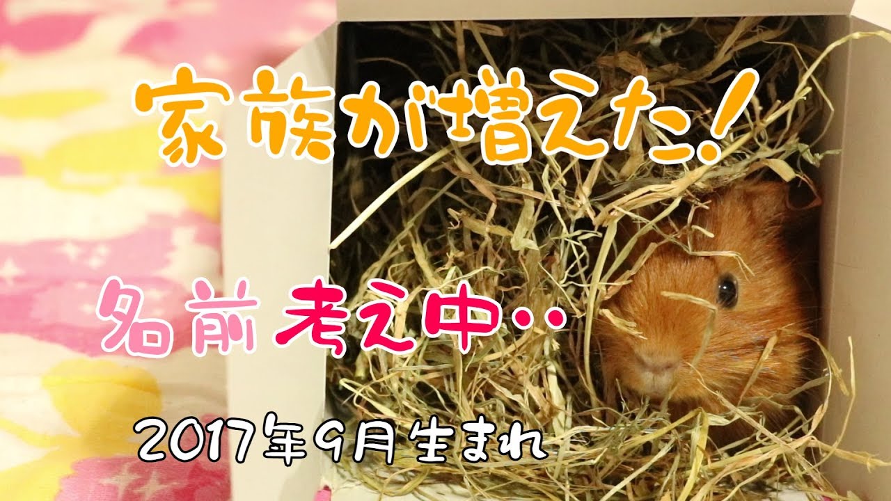 モルモット お迎えしちゃいました Guineapig Youtube