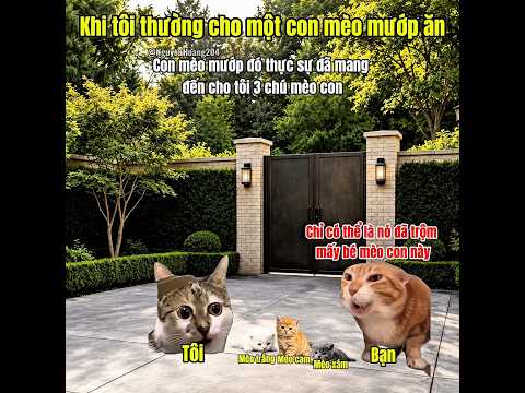 Khi tôi thường cho một con mèo mướp ăn #meme #catmeme