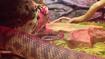 Hey there! Meet Lucille, my 3 year old female Stimson