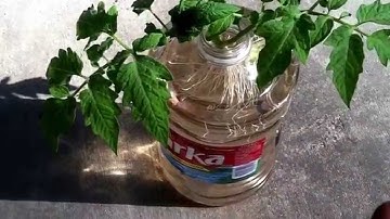 The best way to Cloning tomato suckers