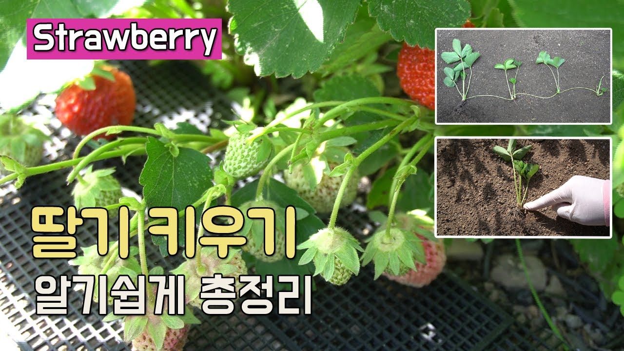 딸기 키우기 알기 쉽게 총정리 (물주기, 모종 심는방법, 번식요령 등)/ How To Grow Strawberries