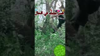 رؤيا تسلق الشجرة في المنام