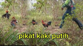 MIKATAYAMHUTAN FART 45,PIKAT KAKI PUTIH