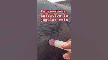 Intravenous injection in jugular vein l dr Umar khan