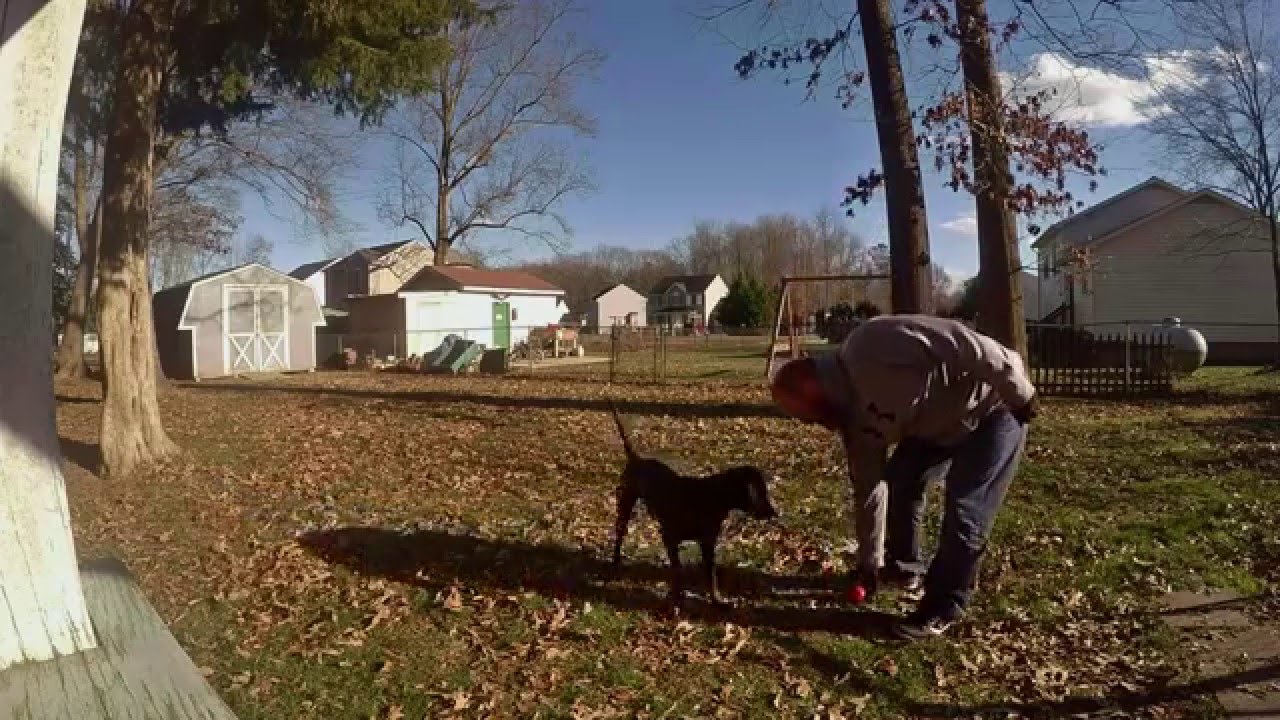 Puppy Playing Fetch! YouTube