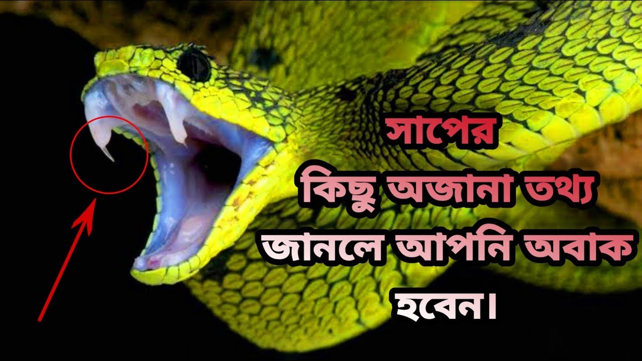 20 facts about india সাপের সমন্ধে কিছু অজানা তথ্য-Facts About Snakes
