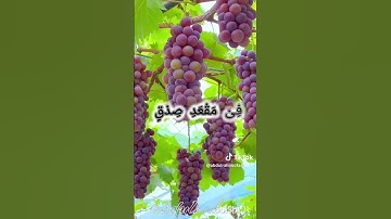 #القرآن_الكريم #اكسبلور #لايك  اللهم اجعل القرآن الكريم ربيع قلوبنا ونور صدورنا يارب العالمين