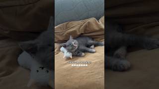 Probably misbehaving in her dreams as well 😅 #kitten #catvideos #cutecat