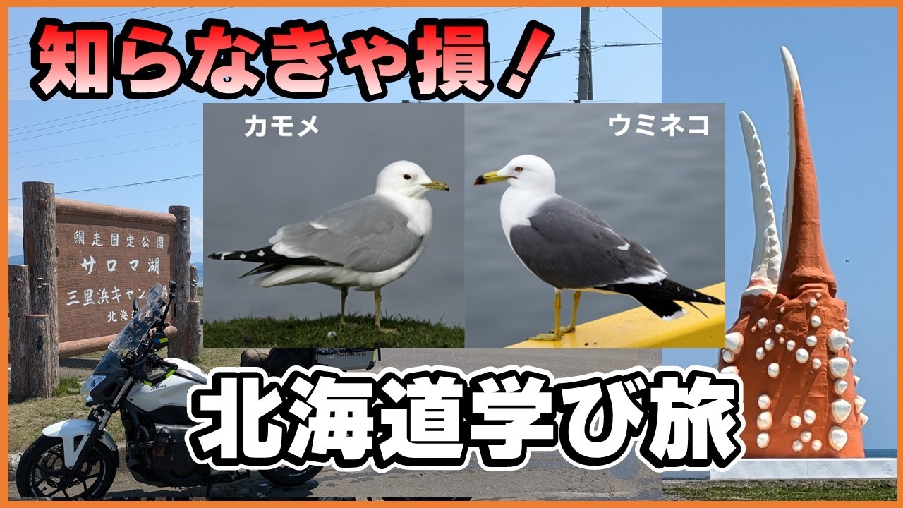 知らなきゃ損！ウミネコとカモメの違い＆サロマ湖の歴史 - YouTube