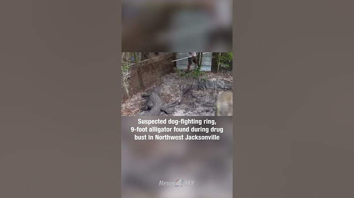 Video shows alligator found during drug bust in Northwest Jackosnville