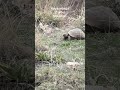 Turtle (Kaplumbağa)Mountain #nature #highlights