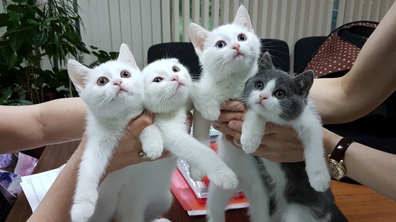 кошки породы Актирование шотландских котят питомника PCA УАЙТ КОУТ