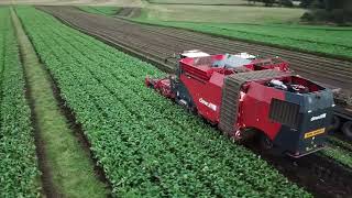 Stewarts Of Tayside - Harvesting Swede Near Blairgowrie, October 2023. Dewulf Kwatro Harvester